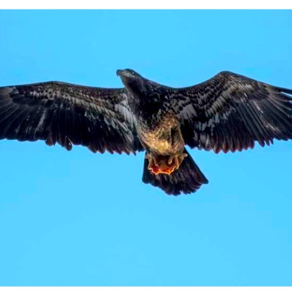 The hawk is brave enough to eat a slice of pizza, you be brave & make an offer!
